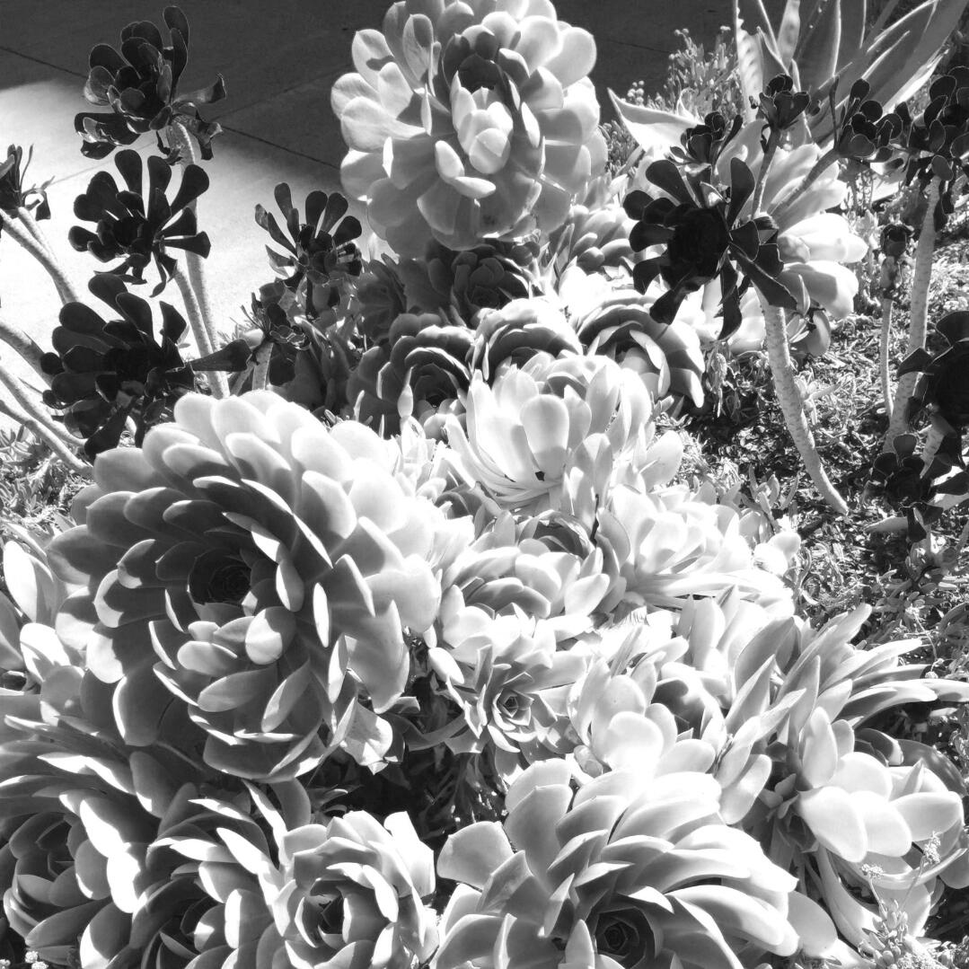 LOS SUCCULENTS SUSTAINABLE TEES TOTES + MORE